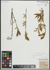 Foto von Salix alba L. x Salix fragilis L.